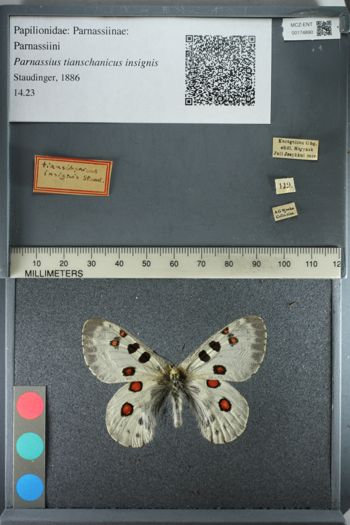 Media type: image;   Entomology 174890